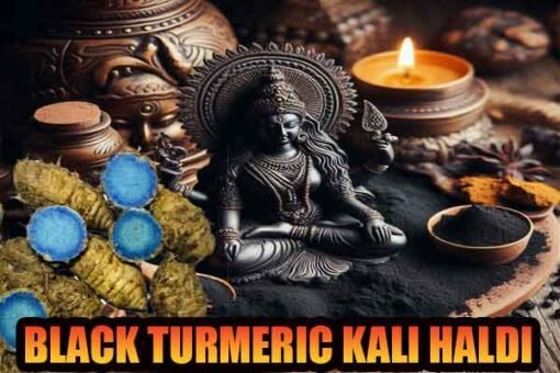 Kali haldi for protection & wealth